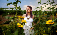 Sunflower Shoot