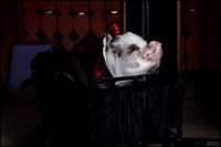 RESCU Rally Photos with Snorkel the Pig